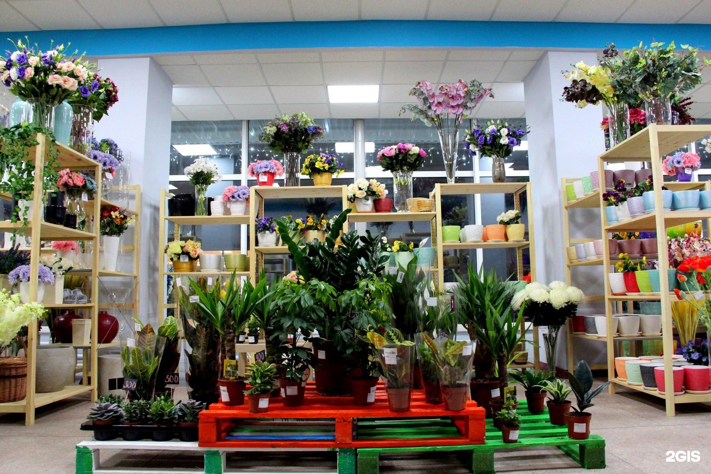 Где В Ростове Купить Комнатные Цветы