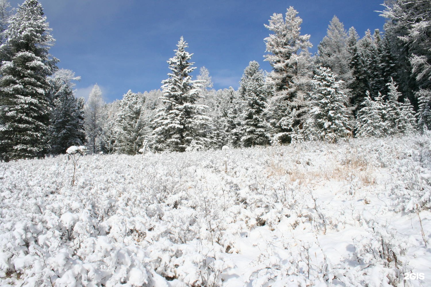 Зимний лес Красноярск
