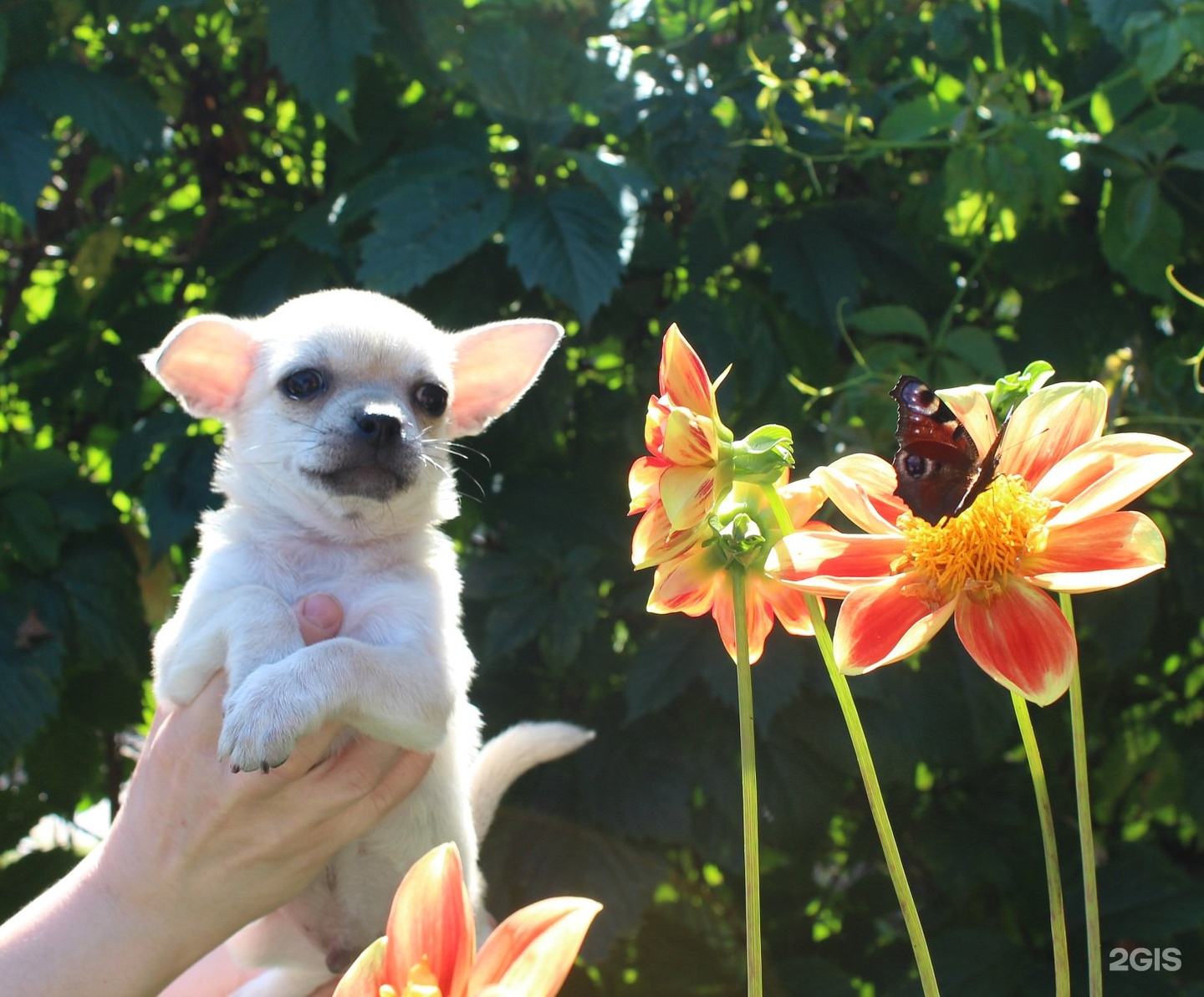 улица чихуахуа