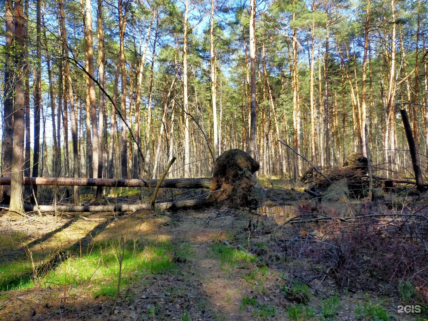 Лыжная база сосновый бор томск