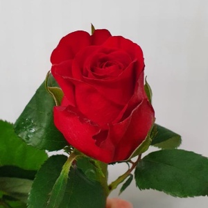 Кон аморе роза фото описание