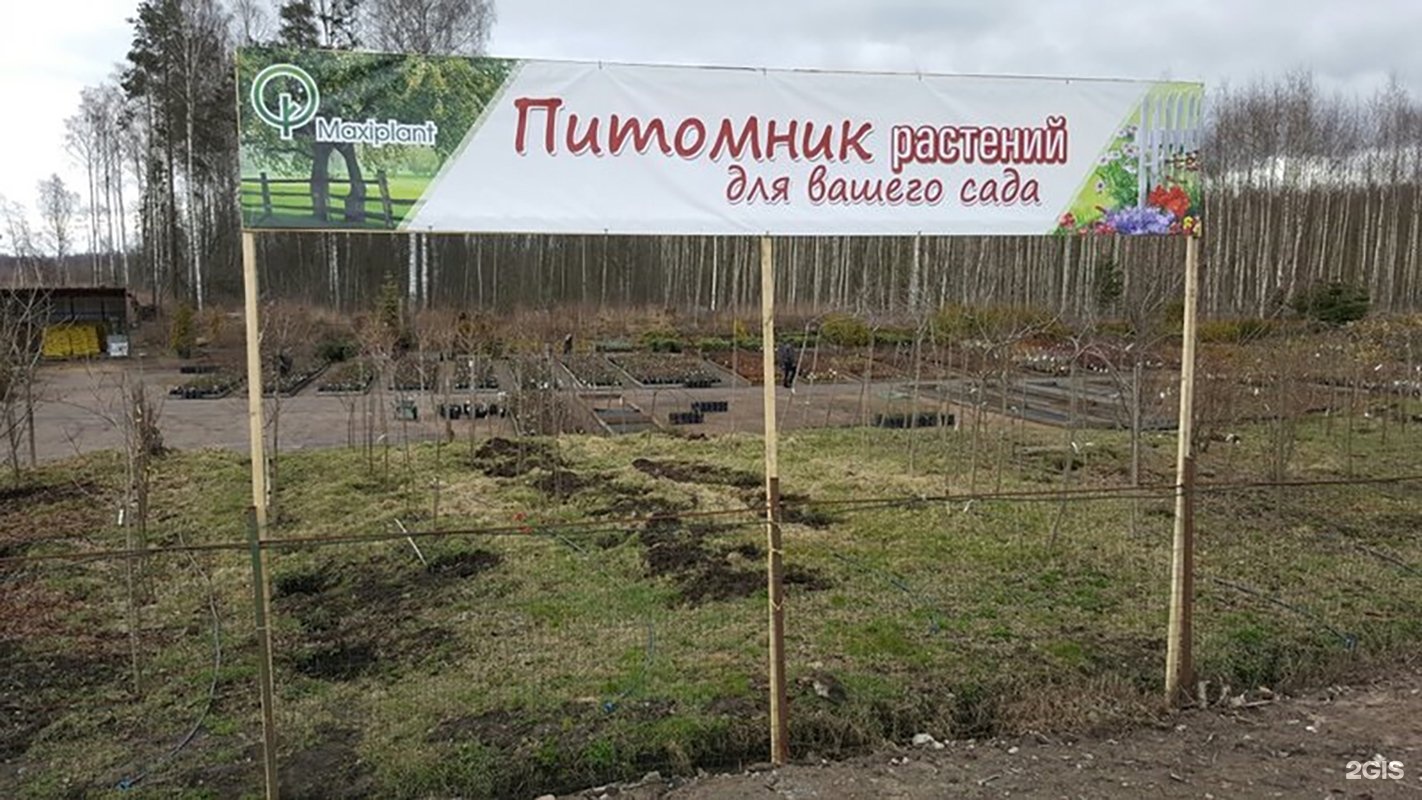 Питомник растений Максиплант в Кировске Ленинградской области