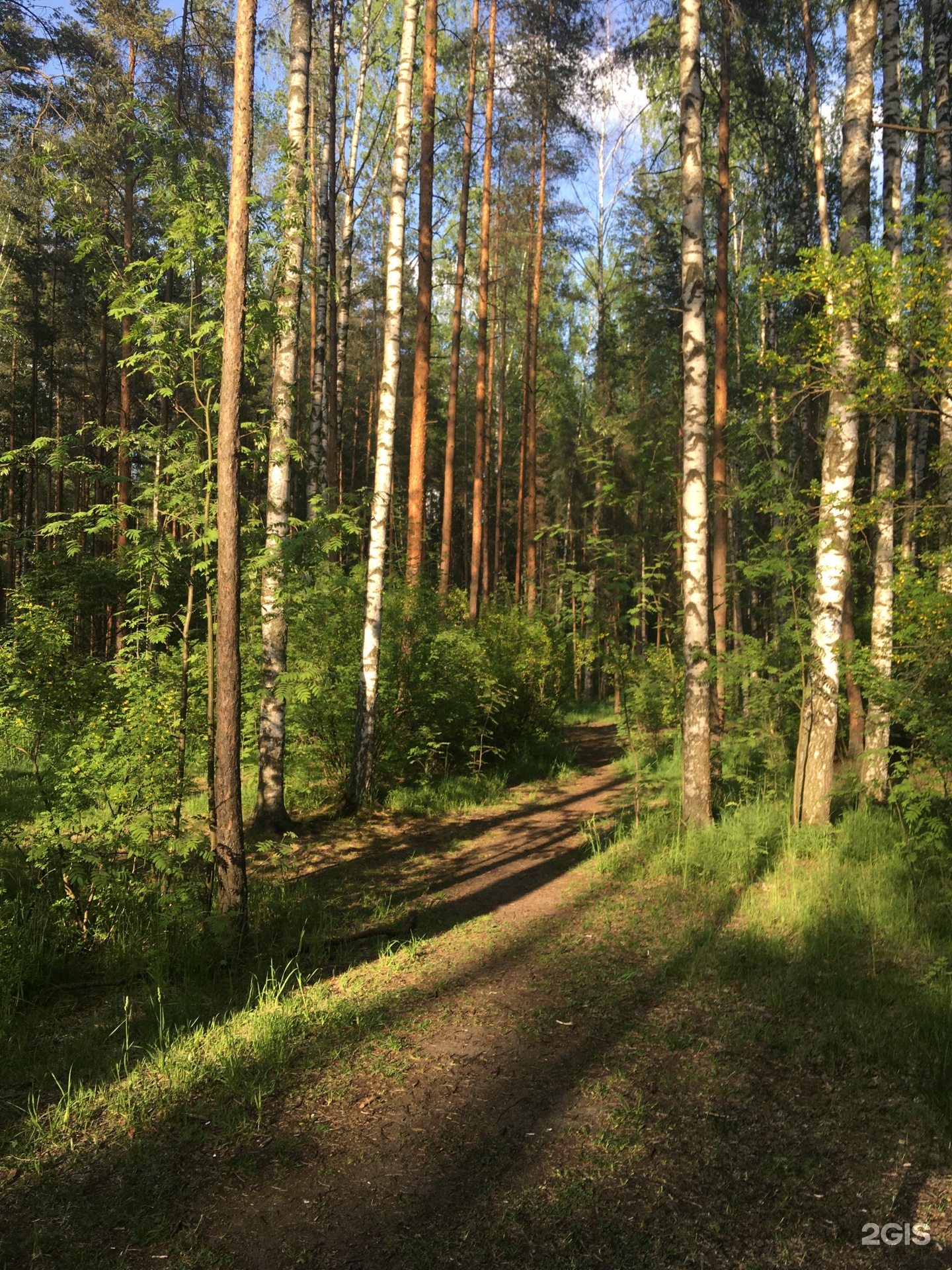 Сосновка парк СПБ. Сосновка (городской округ озёры). Охота парк в Санкт Петербурге. Парк «победа» Сосновского городского поселения;.