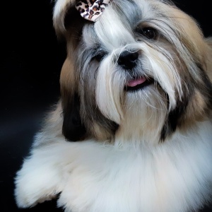 Фото от владельца Волшебный пёс, салон красоты для животных