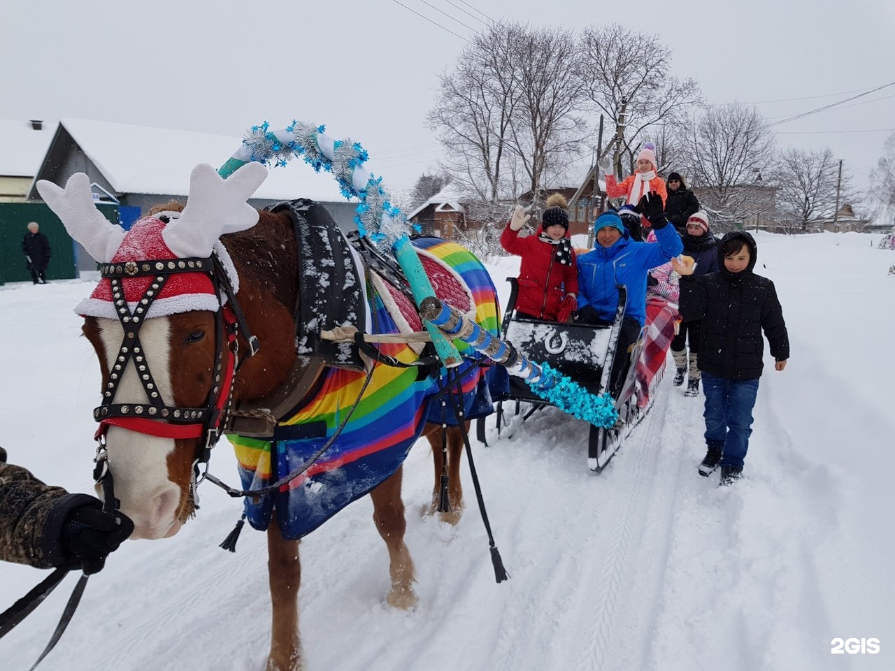 Royal Horse Кострома. Конный клуб в Хабаровске. Белая лошадь Кострома.