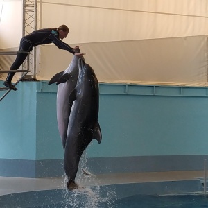 Фото от владельца Ривьера, дельфинарий