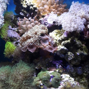 Фото от владельца Аква Блюз, аквариумный салон