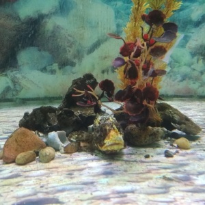 Фото от владельца Батискаф, морской аквариум