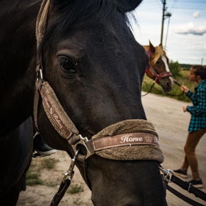 Фото от владельца Royal Horse, конный клуб