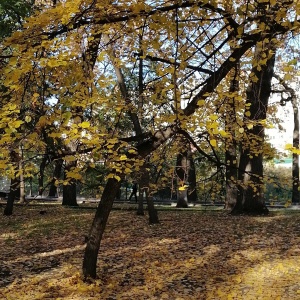 Фото от владельца Городской парк