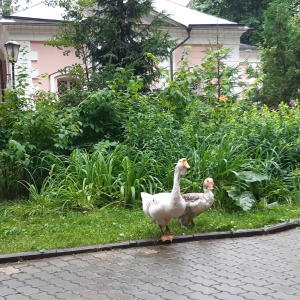 Фото от владельца Храм Покрова Пресвятой Богородицы в Покровском-Стрешневе