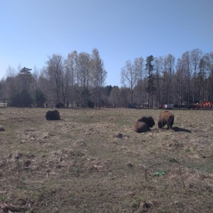 Фото от владельца Зубровник, парк семейного отдыха и экотуризма