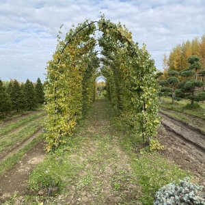 Фото от владельца Братья Green, группа компаний