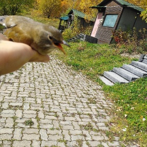 Фото от владельца Большевик, база отдыха