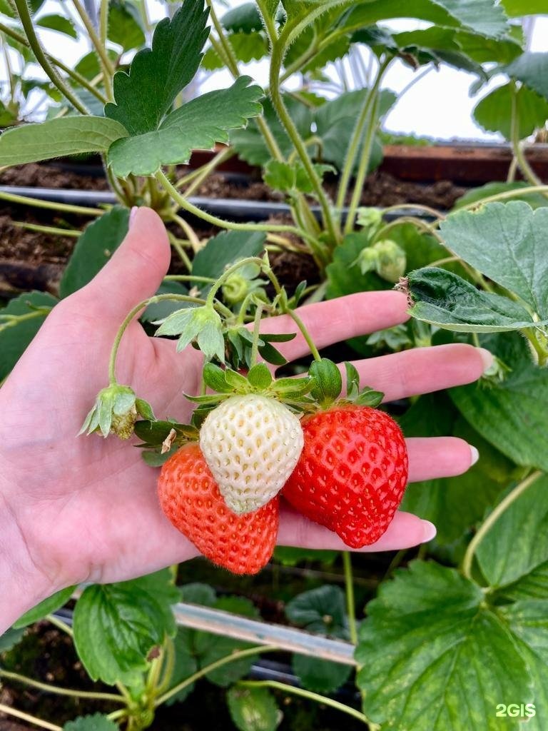 Клубничная ферма иркутск экскурсия. Клубника по деревенски. Strawberry_44 костромской. Клубничная ферма кострома. Сборка клубники.