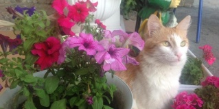 Адлер: Гостевой дом Гуля