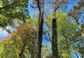 Гостевой дом Villa Mignon в Светлогорске