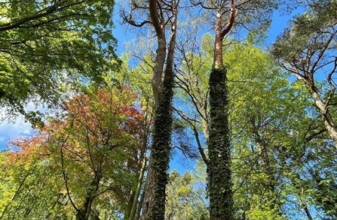 Светлогорск: Гостевой дом Villa Mignon