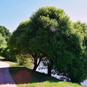 Фото от владельца Царицыно, парк культуры и отдыха