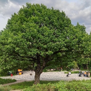 Фото от владельца Дубки, парк