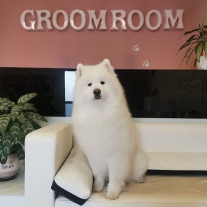 Фото от владельца Groom Room, студия-бутик для животных