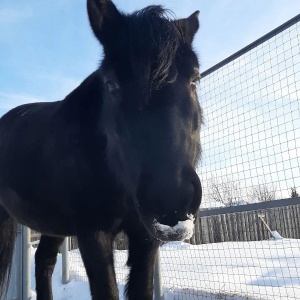 Фото от владельца Royal Horse, конный клуб