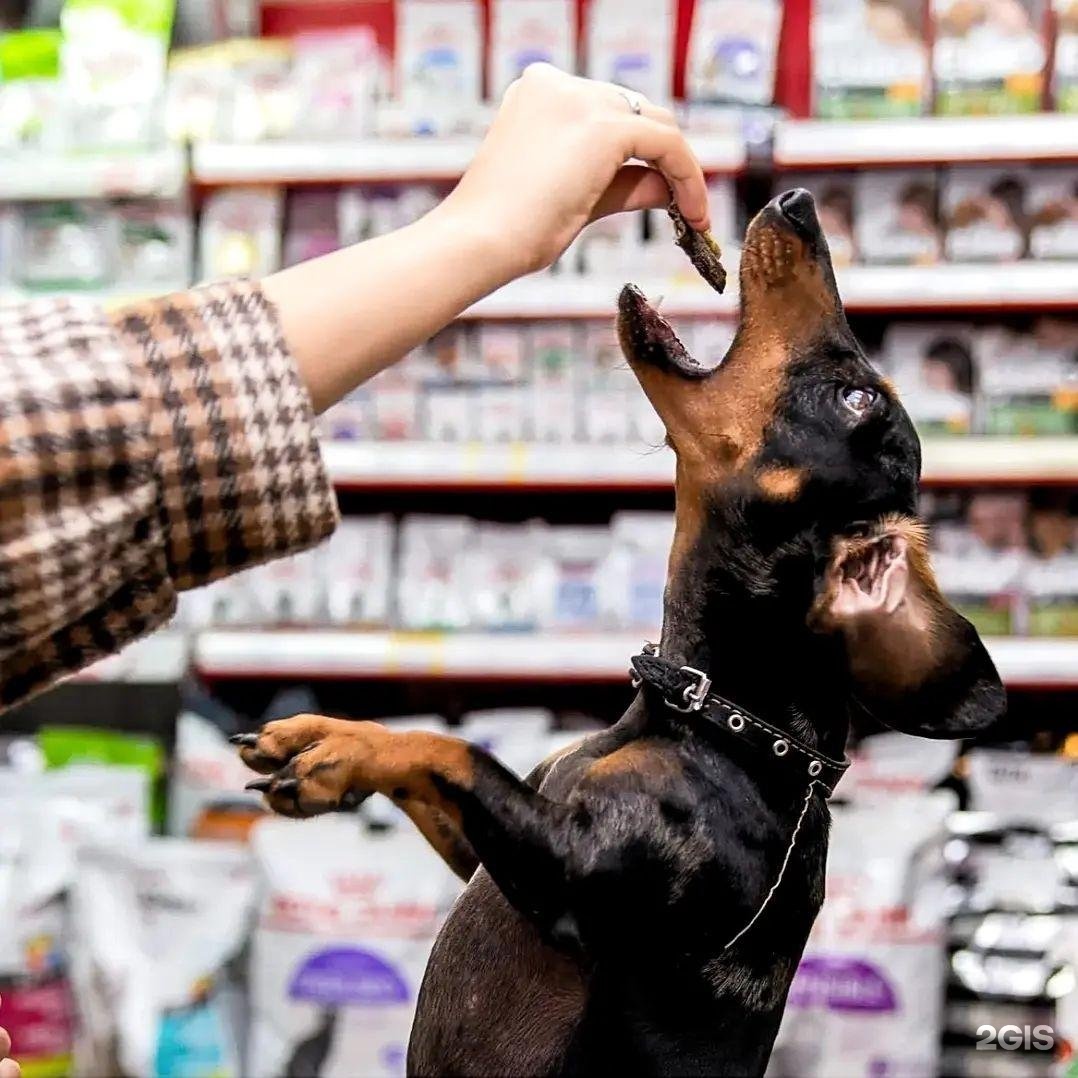 первый зоомагазин. первый зоомагазин. название зоомагазина. первый зоомагазин. зоомир магазин ленина.