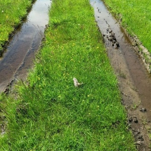 Фото от владельца Газон Экспресс, компания по продаже дерна, укладке газона, устройству автоматического полива