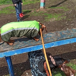 Фото от владельца Центр специальной дрессировки собак, ИП Паздерник С.В.