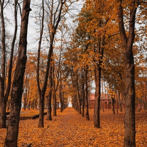 Фото от владельца Чистяковская роща, парк культуры и отдыха