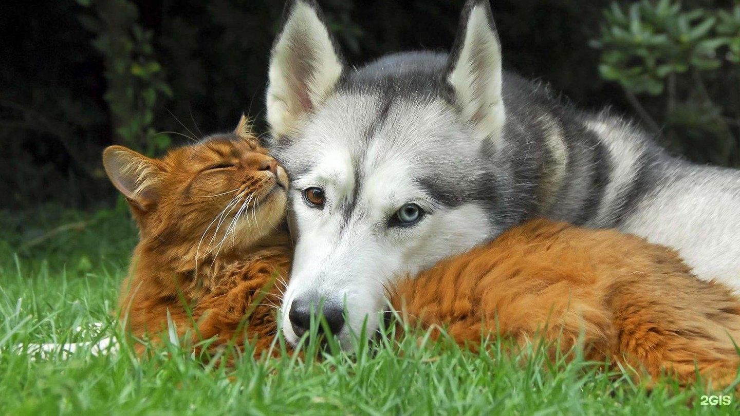 Котенка лайка сиреноголовый. Хаски и рыжий кот. Волк и котенок. Кот и собака дружат. Сибирский хаски +кошка.