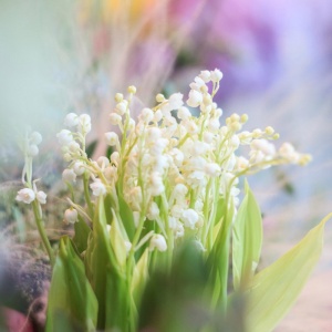 Фото от владельца Flowers and coffee, цветочная лавка