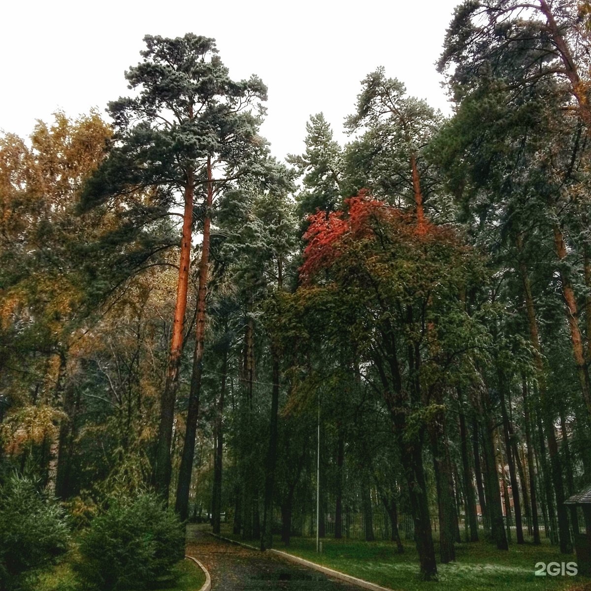 Санаторий лесная сказка бердск отзывы