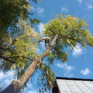 Фото от владельца Древосервис, компания по спиливанию и обрезке деревьев