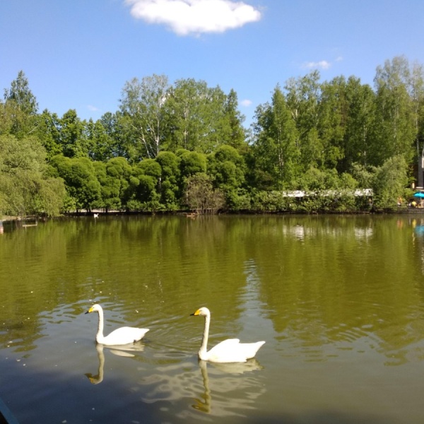 Озеро в зоопарке новосибирска