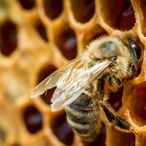 Фото от владельца Новая Пасека, Зауральская пчеловодная компания