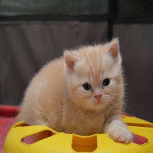 Фото от владельца Мirasinel, питомник британских кошек