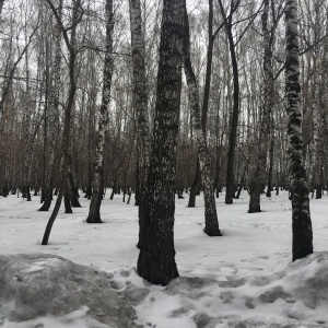 Фото от владельца Металлург, парк им. О.И. Тищенко