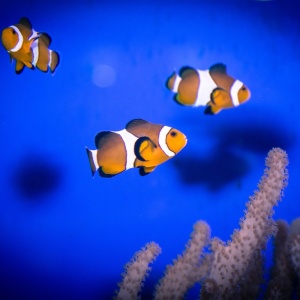 Фото от владельца Морской аквариум, выставочный центр