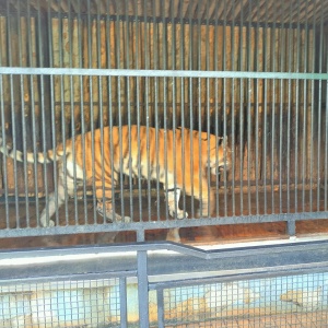 Фото от владельца Самарский Зоологический Парк, зоопарк
