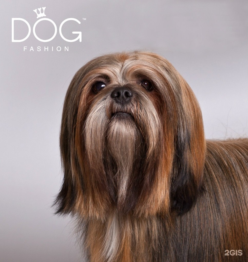Fashion Dog. Дог груминг