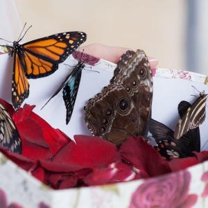 Фото от владельца Казанский парк тропических бабочек