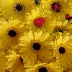 Фото от владельца Анютины Глазки, сеть цветочный салонов
