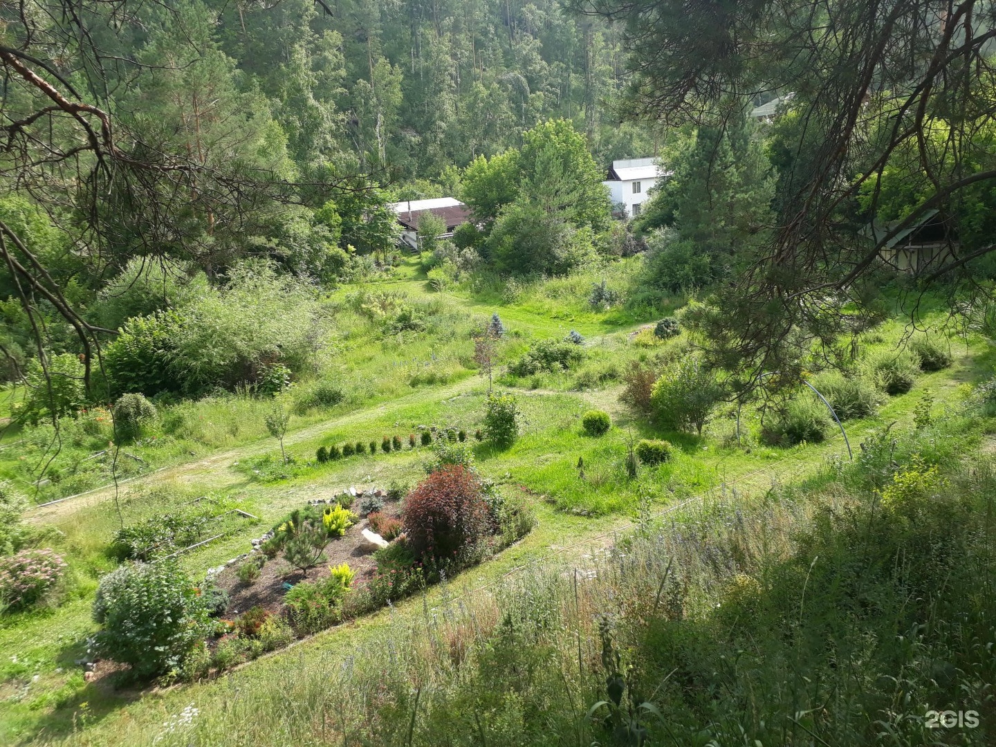 Сад пионов элекмонар фото