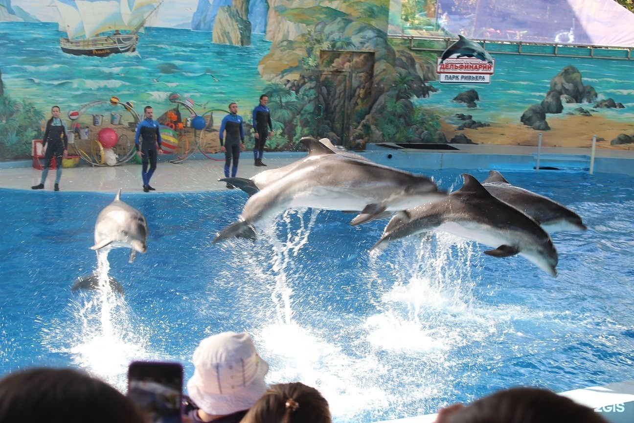 Сочи егорова 1 дельфинарий. Дельфинарий Сочи. Большой дельфинарий Сочи. Дельфинотерапия Ривьера в Сочи. Дельфинарий горный воздух Лоо.