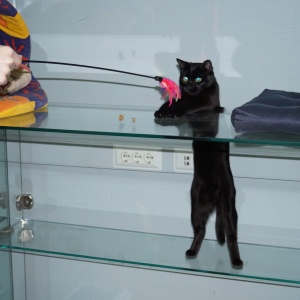 Фото от владельца Чёрный Кот, гостиница для кошек