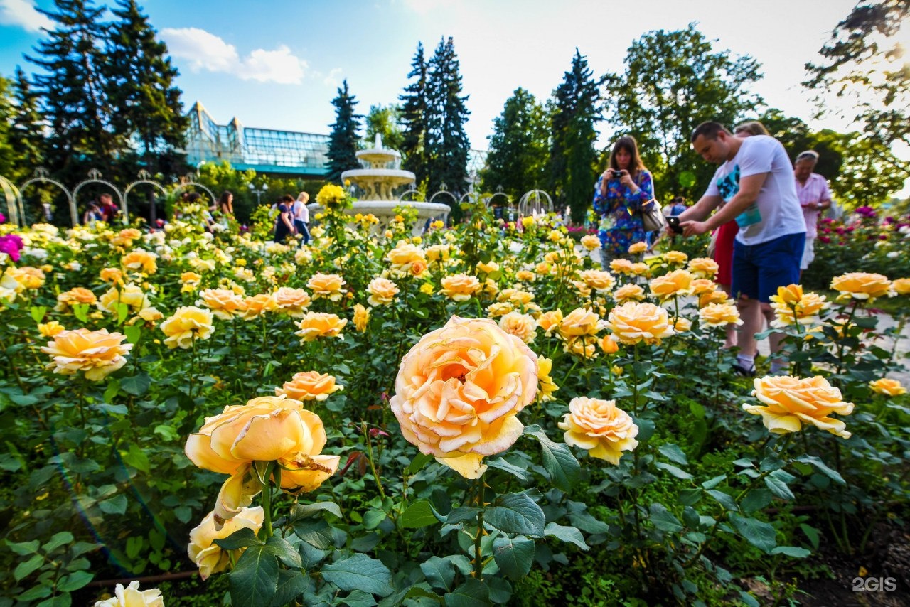 Розарий в Ботаническом саду Москва