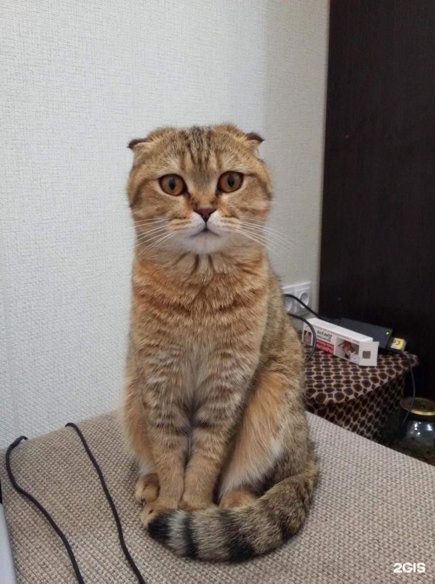Электросталь белый кот