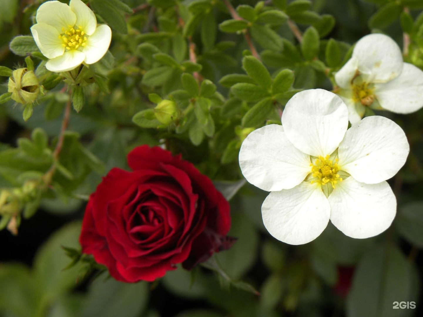 Эвкалипт парвифолия. Шалфей полукустарник. Мокса полынь. 13 растения. Эвкалипт стюартиана.