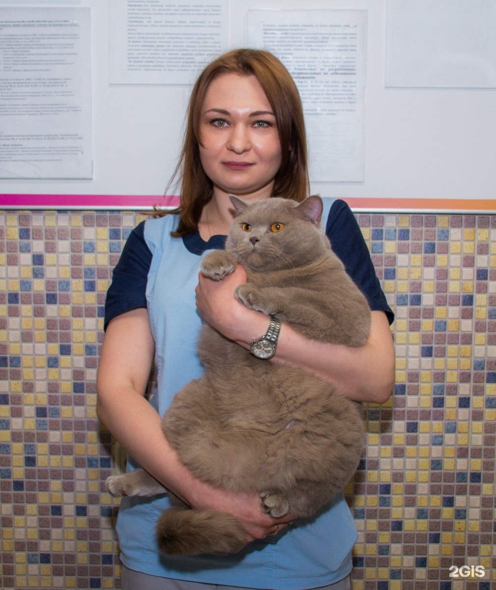 Ветеринар москва. Ветклиники реутово. Ветклиники реутово. Вет станция россошь фото. Ветклиника.